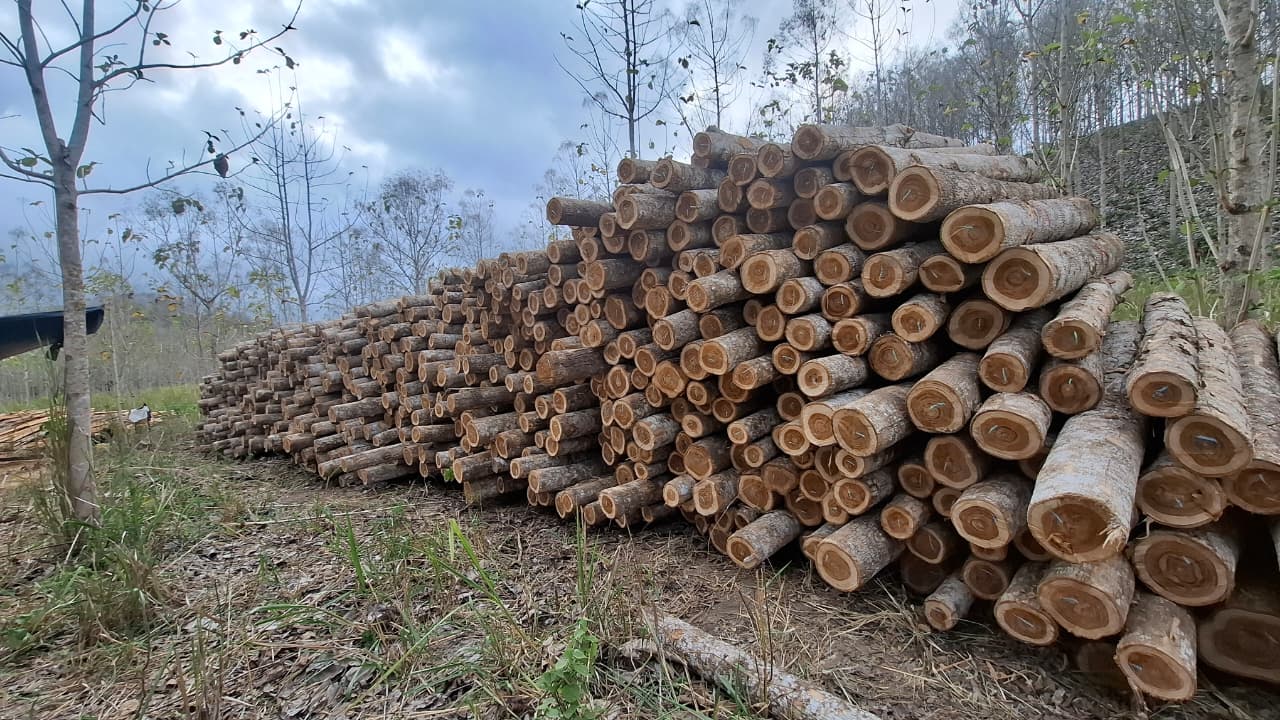 Madera rolliza apilada junto a una plantación. Fotografía de referencia de CAPO MADERA.