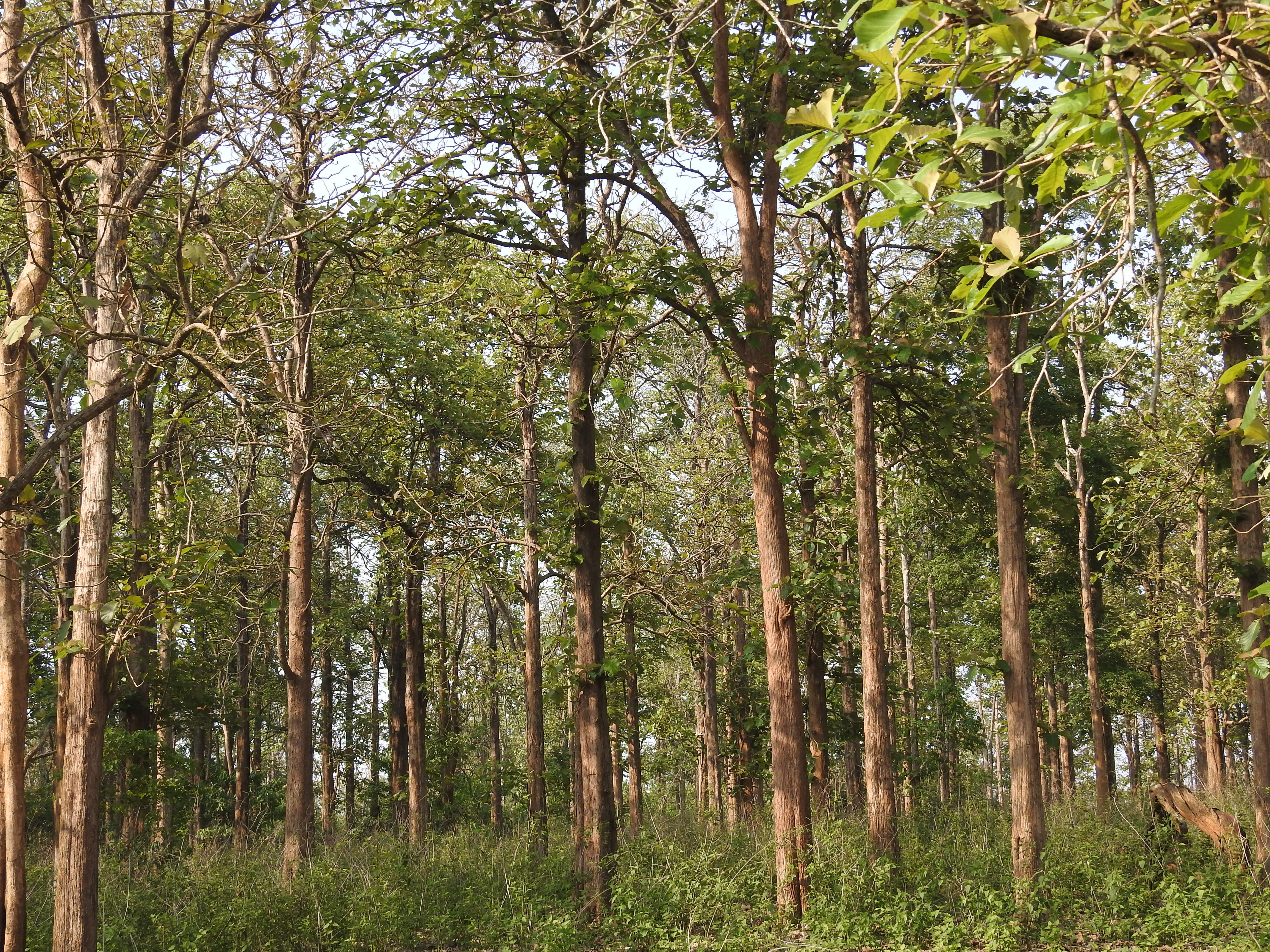 Árboles de teca (Tectona grandis) en una plantación de Karnataka, India. Fotografía de referencia.